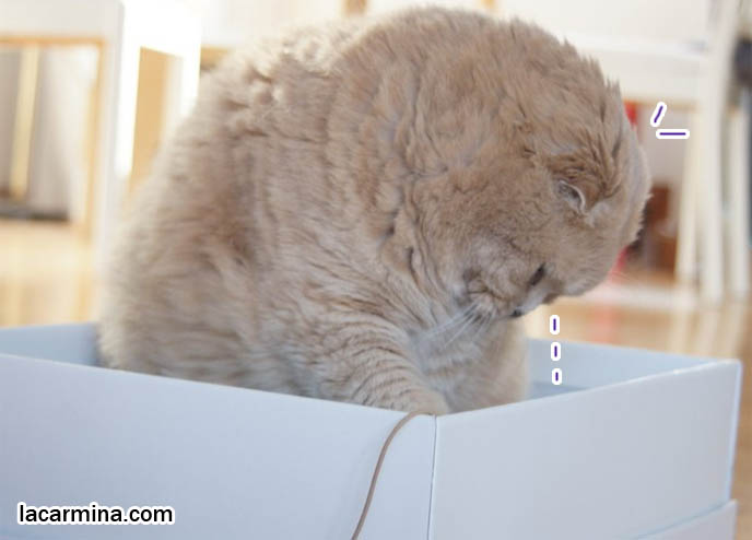 WHY DO CATS LIKE SITTING IN BOXES? FUNNY LOLCAT PHOTOS OF CAT CURLED UP IN SHOEBOX, ROUND HEAD POKING OUT SIDE, SCOTTISH FOLD CATS LOOK LIKE OWLS. BABY CELEBRITY CAT, FAMOUS PETS OF ACTRESSES & HOLLYWOOD STARS, FAT FURRY SCOTTISH FOLD CAT INSIDE A SHOE BOX. CUTE FUNNY CAT FACE EXPRESSIONS, CLOSE-UP PROFESSIONAL PHOTOS OF PETS, most adorable playful kitty, winner of cat shows, award winning coupari, tiny ears show standards for Scottish fold, funny cute LOLCAT pet photos, silly pet pictures, earless cat, flop eared scottish folds, raising pet scottish fold cats, catcare スコティッシュフォールド, 猫