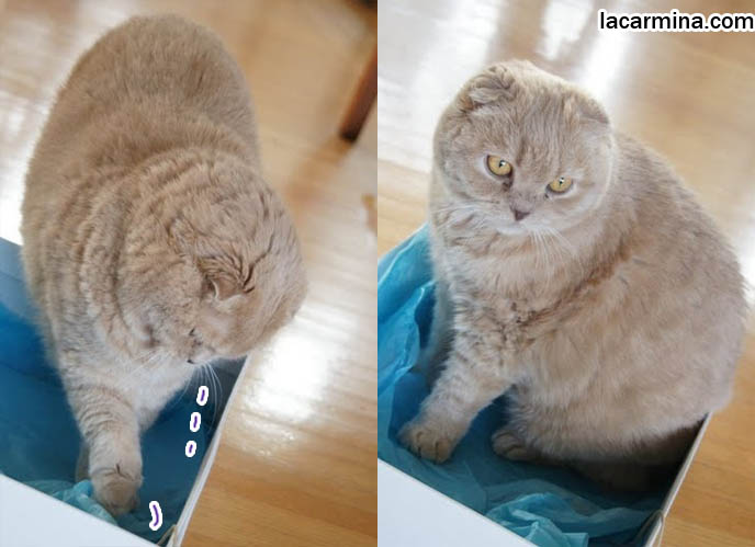 WHY DO CATS LIKE SITTING IN BOXES? FUNNY LOLCAT PHOTOS OF CAT CURLED UP IN SHOEBOX, ROUND HEAD POKING OUT SIDE, SCOTTISH FOLD CATS LOOK LIKE OWLS. BABY CELEBRITY CAT, FAMOUS PETS OF ACTRESSES & HOLLYWOOD STARS, FAT FURRY SCOTTISH FOLD CAT INSIDE A SHOE BOX. CUTE FUNNY CAT FACE EXPRESSIONS, CLOSE-UP PROFESSIONAL PHOTOS OF PETS, most adorable playful kitty, winner of cat shows, award winning coupari, tiny ears show standards for Scottish fold, funny cute LOLCAT pet photos, silly pet pictures, earless cat, flop eared scottish folds, raising pet scottish fold cats, catcare スコティッシュフォールド, 猫