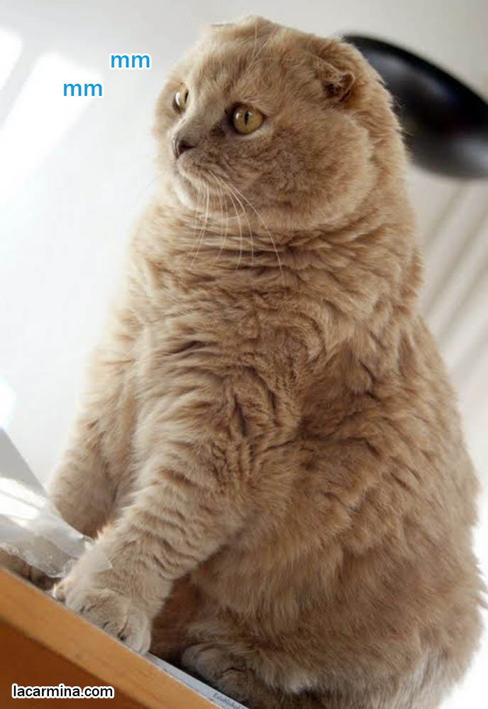 BABY LION CUB CAT, BIG TIGER FEET BABY KITTEN, HANDSOME BEAUTIFUL SCOTTISH FOLD CAT SITTING LIKE A BUDDHA. PROFESSIONAL PET PHOTOGRAPHER, TIPS FOR TAKING PHOTOS OF PETS, most adorable playful kitty, winner of cat shows, award winning coupari, tiny ears show standards for Scottish fold, funny cute LOLCAT pet photos, silly pet pictures, earless cat, flop eared scottish folds, raising pet scottish fold cats, catcare スコティッシュフォールド, 猫
