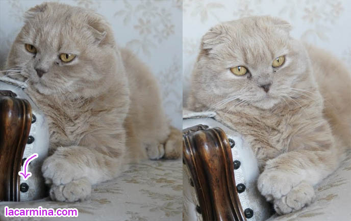 YELLOW FUR CAT WITH PAWS CROSSED, GENTLEMAN SITTING POSTURE, YELLOW CAT EYES WITH SLITS, BABY LION CUB CAT, BIG TIGER FEET BABY KITTEN, HANDSOME BEAUTIFUL SCOTTISH FOLD CAT SITTING LIKE A BUDDHA. PROFESSIONAL PET PHOTOGRAPHER, TIPS FOR TAKING PHOTOS OF PETS, most adorable playful kitty, winner of cat shows, award winning coupari, tiny ears show standards for Scottish fold, funny cute LOLCAT pet photos, silly pet pictures, earless cat, flop eared scottish folds, raising pet scottish fold cats, catcare スコティッシュフォールド,  猫 