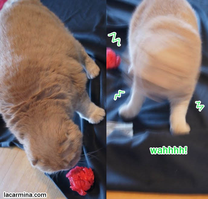 POUNCING CAT! FUNNY LOLCAT SLIDING ON FABRIC, TAIL WAGGING AND RAISED. PLAYFUL FRISKY PET CATS, toys for playing with cats, Scottish Fold behavior and personality, funny cute LOLCAT pet photos, silly pet pictures, earless cat, floppy eared scottish folds, raising pet scottish fold cats, pet cat medical care スコティッシュフォールド,  猫 
