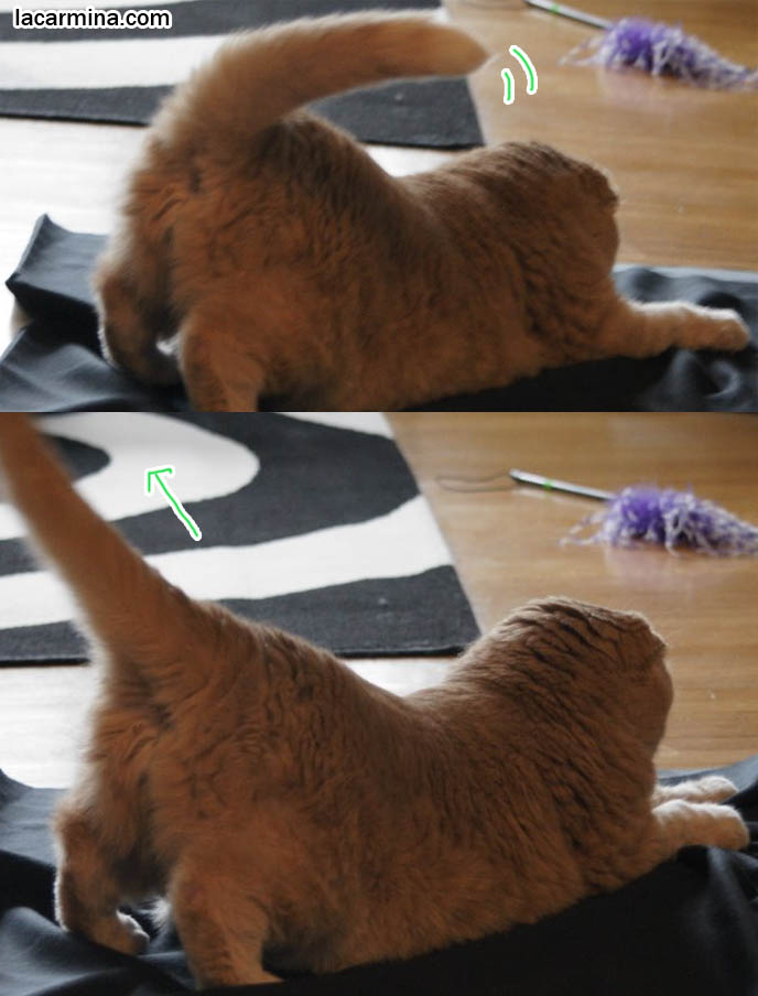 POUNCING CAT! FUNNY LOLCAT SLIDING ON FABRIC, TAIL WAGGING AND RAISED. PLAYFUL FRISKY PET CATS, toys for playing with cats, Scottish Fold behavior and personality, funny cute LOLCAT pet photos, silly pet pictures, earless cat, floppy eared scottish folds, raising pet scottish fold cats, pet cat medical care スコティッシュフォールド,  猫 