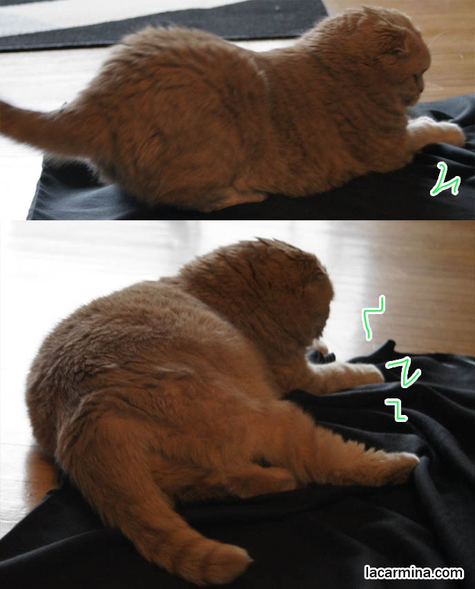 POUNCING CAT! FUNNY LOLCAT SLIDING ON FABRIC, TAIL WAGGING AND RAISED. PLAYFUL FRISKY PET CATS, toys for playing with cats, Scottish Fold behavior and personality, funny cute LOLCAT pet photos, silly pet pictures, earless cat, floppy eared scottish folds, raising pet scottish fold cats, pet cat medical care スコティッシュフォールド,  猫 