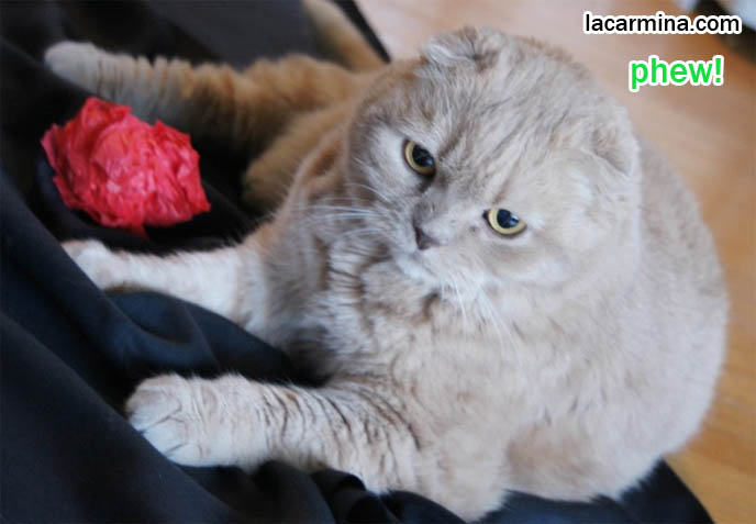 POUNCING CAT! FUNNY LOLCAT SLIDING ON FABRIC, TAIL WAGGING AND RAISED. PLAYFUL FRISKY PET CATS, toys for playing with cats, Scottish Fold behavior and personality, funny cute LOLCAT pet photos, silly pet pictures, earless cat, floppy eared scottish folds, raising pet scottish fold cats, pet cat medical care スコティッシュフォールド,  猫 