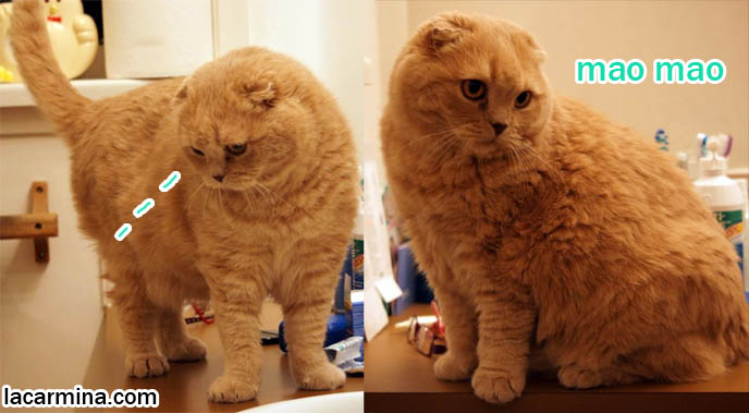 CUTE INNOCENT FACED BABY CAT IN BATHROOM, SCOTTISH FOLD KITTEN WITH ALARM CLOCK, SMALL FOLD EARS. toys for playing with cats, Scottish Fold behavior and personality, funny cute LOLCAT pet photos, silly pet pictures, earless cat, floppy eared scottish folds, raising pet scottish fold cats, pet cat medical care スコティッシュフォールド,  猫 