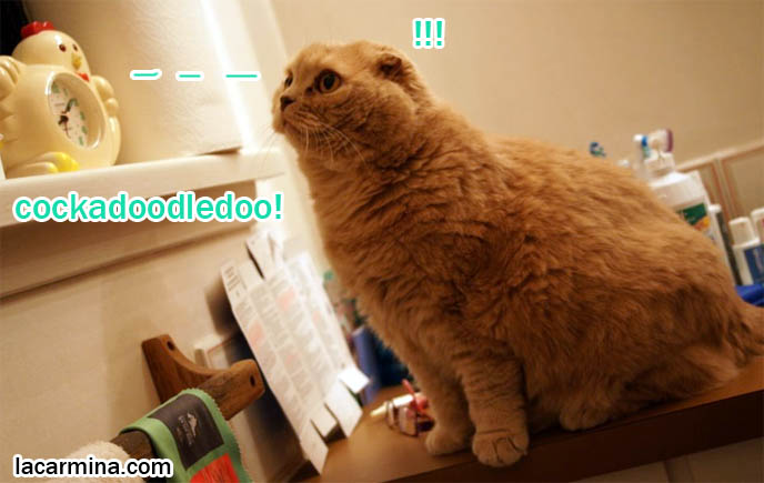 CUTE INNOCENT FACED BABY CAT IN BATHROOM, SCOTTISH FOLD KITTEN WITH ALARM CLOCK, SMALL FOLD EARS. toys for playing with cats, Scottish Fold behavior and personality, funny cute LOLCAT pet photos, silly pet pictures, earless cat, floppy eared scottish folds, raising pet scottish fold cats, pet cat medical care スコティッシュフォールド,  猫 