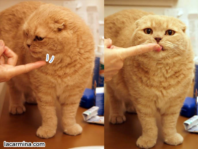 YOUTUBE STAR, CUTE CAT DRINKING WATER FROM FAUCET, FUNNY KITTY LICKING OWNER'S FINGER. SMALL FOLD EARS. toys for playing with cats, Scottish Fold behavior and personality, funny cute LOLCAT pet photos, silly pet pictures, earless cat, floppy eared scottish folds, raising pet scottish fold cats, pet cat medical care スコティッシュフォールド,  猫 