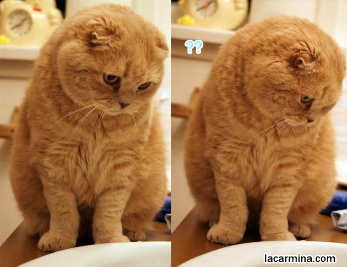 Curious Cat Putting Head Under Tap Swimming Lolcat Water From