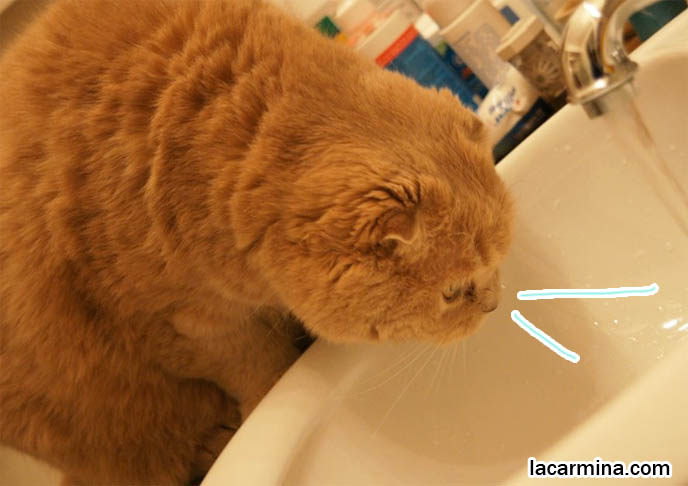 Curious Cat Putting Head Under Tap Swimming Lolcat Water From