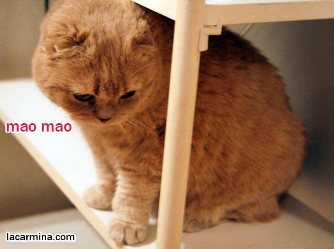 BABY SCOTTISH FOLD CAT SITTING ON SHELF. SMALL FOLD EARS, ROUND OWL FACE, BIG FURRY PAWS THAT CURVE SIDEWAYS. tips for taking care and playing with cats, Scottish Fold behavior and personality, funny cute LOLCAT pet photos, silly pet pictures, earless cat, floppy eared scottish folds, raising pet scottish fold cats, pet cat medical care スコティッシュフォールド,  猫 