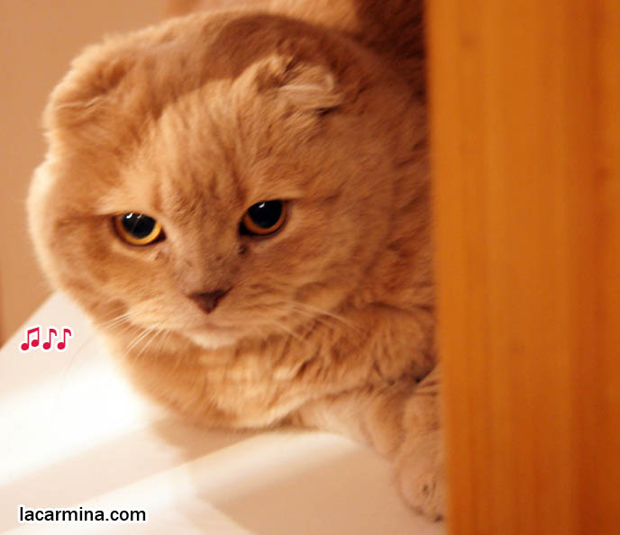 BABY SCOTTISH FOLD CAT SITTING ON SHELF. SMALL FOLD EARS, ROUND OWL FACE, BIG FURRY PAWS THAT CURVE SIDEWAYS. tips for taking care and playing with cats, Scottish Fold behavior and personality, funny cute LOLCAT pet photos, silly pet pictures, earless cat, floppy eared scottish folds, raising pet scottish fold cats, pet cat medical care スコティッシュフォールド,  猫 