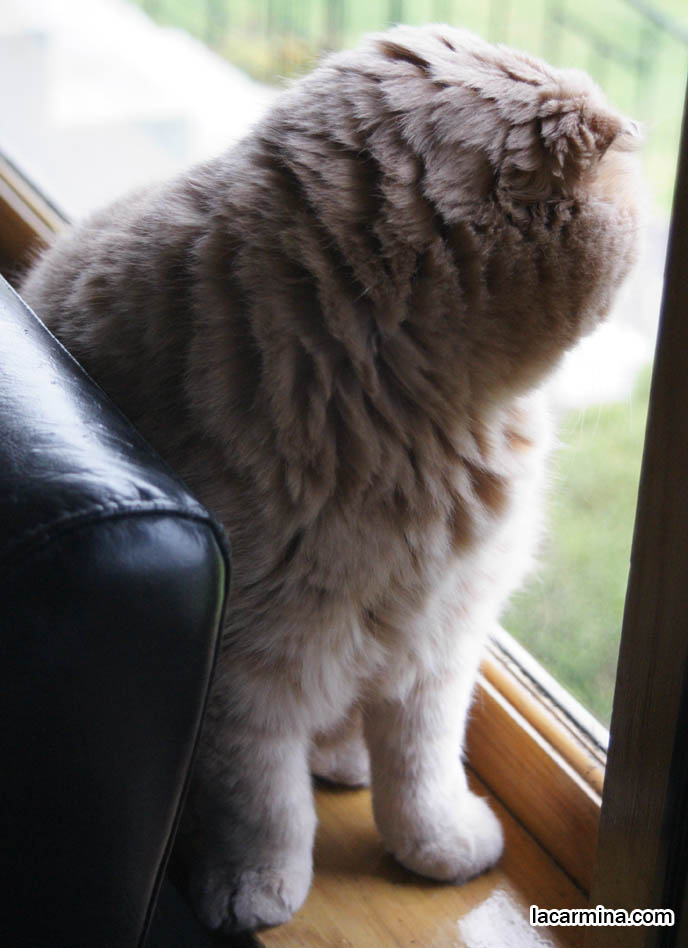 CUTE CAT LOOKING OUT WINDOW, SCOTTISH FOLD CAT WITH CURVED JOINTS, BONE DEFORMITY IN LEGS. FUNNY FURRY KITTY, SMALL FOLD EARS, ROUND OWL FACE, BIG FURRY PAWS THAT CURVE SIDEWAYS. tips for taking care and playing with cats, Scottish Fold behavior and personality, funny cute LOLCAT pet photos, silly pet pictures, earless cat, floppy eared scottish folds, raising pet scottish fold cats, pet cat medical care スコティッシュフォールド,  猫 