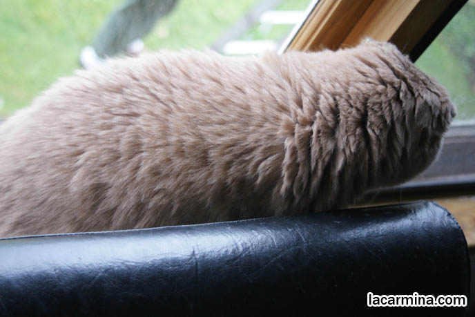 CUTE CAT LOOKING OUT WINDOW, SCOTTISH FOLD CAT WITH CURVED JOINTS, BONE DEFORMITY IN LEGS. FUNNY FURRY KITTY, SMALL FOLD EARS, ROUND OWL FACE, BIG FURRY PAWS THAT CURVE SIDEWAYS. tips for taking care and playing with cats, Scottish Fold behavior and personality, funny cute LOLCAT pet photos, silly pet pictures, earless cat, floppy eared scottish folds, raising pet scottish fold cats, pet cat medical care スコティッシュフォールド,  猫 