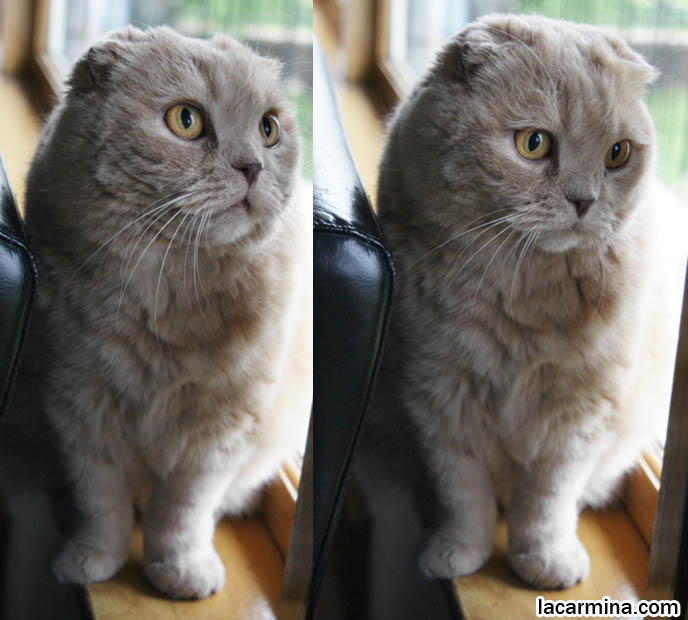 CUTE CAT LOOKING OUT WINDOW, SCOTTISH FOLD CAT WITH CURVED JOINTS, BONE DEFORMITY IN LEGS. FUNNY FURRY KITTY, SMALL FOLD EARS, ROUND OWL FACE, BIG FURRY PAWS THAT CURVE SIDEWAYS. tips for taking care and playing with cats, Scottish Fold behavior and personality, funny cute LOLCAT pet photos, silly pet pictures, earless cat, floppy eared scottish folds, raising pet scottish fold cats, pet cat medical care スコティッシュフォールド,  猫 