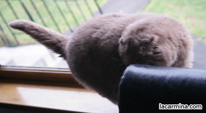 CUTE CAT LOOKING OUT WINDOW, SCOTTISH FOLD CAT WITH CURVED JOINTS, BONE DEFORMITY IN LEGS. FUNNY FURRY KITTY, SMALL FOLD EARS, ROUND OWL FACE, BIG FURRY PAWS THAT CURVE SIDEWAYS. tips for taking care and playing with cats, Scottish Fold behavior and personality, funny cute LOLCAT pet photos, silly pet pictures, earless cat, floppy eared scottish folds, raising pet scottish fold cats, pet cat medical care スコティッシュフォールド,  猫 