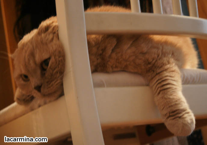 cutest kittens earless, BABY CAT STRETCHING BODY, SCRATCHING POST WITH PAWS. SCOTTISH FOLDS RELAXED, FLOPPING ON CHAIR WITH BIG PAWS. tips for taking care and playing with cats, Scottish Fold behavior and personality, funny cute LOLCAT pet photos, silly pet pictures, earless cat, floppy eared scottish folds, raising pet scottish fold cats, pet cat medical care スコティッシュフォールド,  猫 