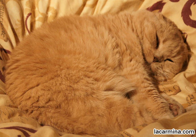 cutest kittens earless, SILLY CUTE FACE ON SLEEPING, YAWNING CAT. PUREBRED SOLID CREAM SCOTTISH FOLD CATS, FLOPPED EARS FROM BREEDERS, Scottish Fold health care, what to feed purebred flop eared cats, behavior and personality, funny cute LOLCAT pet photos, silly pet pictures, earless cat, floppy eared scottish folds, raising pet scottish fold cats, pet cat medical care スコティッシュフォールド,  猫 