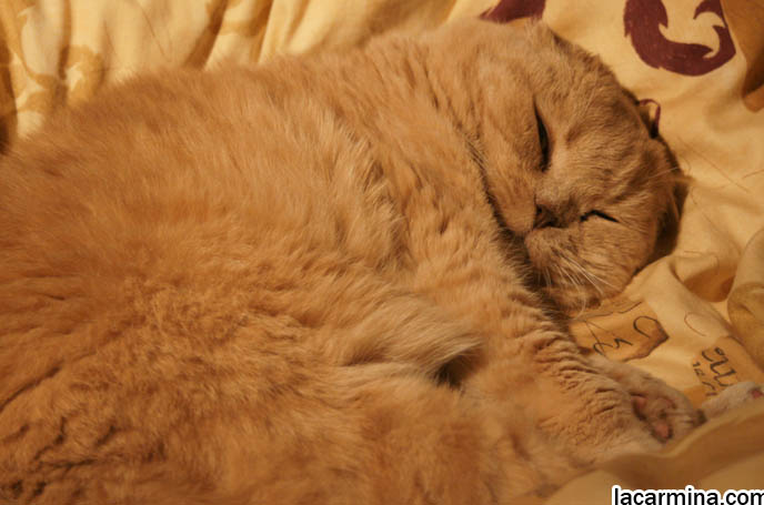 cutest kittens earless, SILLY CUTE FACE ON SLEEPING, YAWNING CAT. PUREBRED SOLID CREAM SCOTTISH FOLD CATS, FLOPPED EARS FROM BREEDERS, Scottish Fold health care, what to feed purebred flop eared cats, behavior and personality, funny cute LOLCAT pet photos, silly pet pictures, earless cat, floppy eared scottish folds, raising pet scottish fold cats, pet cat medical care スコティッシュフォールド,  猫 