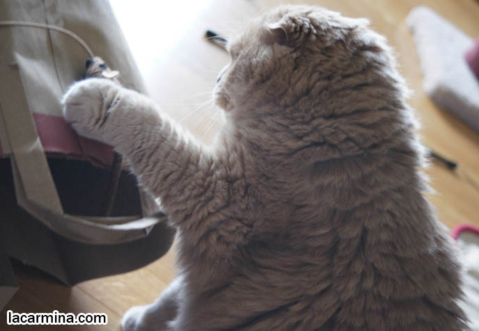 CUTE CAT INSIDE A PAPER BAG! SCOTTISH FOLD TINY FOLDED FLOPPY EARS, HIDING FACE INSIDE GROCERY BAG, SWATTING MOUSE, Scottish Fold health care, what to feed purebred flop eared cats, behavior and personality, funny cute LOLCAT pet photos, silly pet pictures, earless cat, floppy eared scottish folds, raising pet scottish fold cats, pet cat medical care スコティッシュフォールド,  猫 