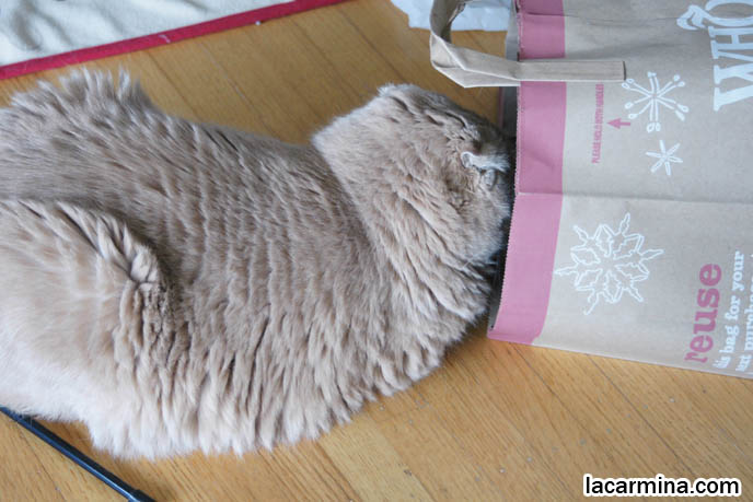 CUTE CAT INSIDE A PAPER BAG! SCOTTISH FOLD TINY FOLDED FLOPPY EARS, HIDING FACE INSIDE GROCERY BAG, SWATTING MOUSE, Scottish Fold health care, what to feed purebred flop eared cats, behavior and personality, funny cute LOLCAT pet photos, silly pet pictures, earless cat, floppy eared scottish folds, raising pet scottish fold cats, pet cat medical care スコティッシュフォールド,  猫 