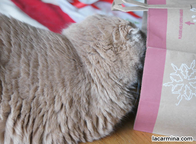 CUTE CAT INSIDE A PAPER BAG! SCOTTISH FOLD TINY FOLDED FLOPPY EARS, HIDING FACE INSIDE GROCERY BAG, SWATTING MOUSE, Scottish Fold health care, what to feed purebred flop eared cats, behavior and personality, funny cute LOLCAT pet photos, silly pet pictures, earless cat, floppy eared scottish folds, raising pet scottish fold cats, pet cat medical care スコティッシュフォールド,  猫 