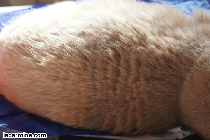 CLUMSY CAT FALLING OFF TABLE, SCOTTISH FOLD KITTEN SUN TANNING AND LYING ON SIDE, FUR COLORS & HAIR LENGTH IN CATS, COZY KITTIES. pet humor, Scottish Fold cat photos, coupari, what to feed purebred flop eared cats, behavior and personality, funny cute LOLCAT pet photos, silly pet pictures, earless cat, floppy eared scottish folds, raising pet scottish fold cats, pet cat medical care スコティッシュフォールド,  猫 