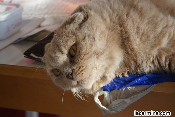 CLUMSY CAT FALLING OFF TABLE, SCOTTISH FOLD KITTEN SUN TANNING AND LYING ON SIDE, FUR COLORS & HAIR LENGTH IN CATS, COZY KITTIES. pet humor, Scottish Fold cat photos, coupari, what to feed purebred flop eared cats, behavior and personality, funny cute LOLCAT pet photos, silly pet pictures, earless cat, floppy eared scottish folds, raising pet scottish fold cats, pet cat medical care スコティッシュフォールド,  猫 