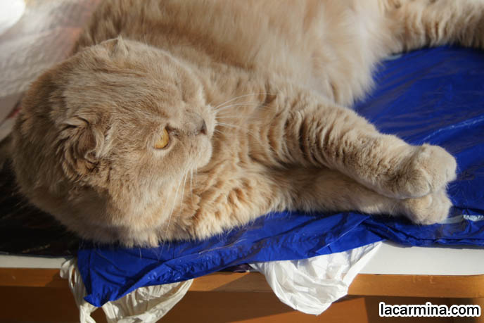 CLUMSY CAT FALLING OFF TABLE, SCOTTISH FOLD KITTEN SUN TANNING AND LYING ON SIDE, FUR COLORS & HAIR LENGTH IN CATS, COZY KITTIES. pet humor, Scottish Fold cat photos, coupari, what to feed purebred flop eared cats, behavior and personality, funny cute LOLCAT pet photos, silly pet pictures, earless cat, floppy eared scottish folds, raising pet scottish fold cats, pet cat medical care スコティッシュフォールド,  猫 