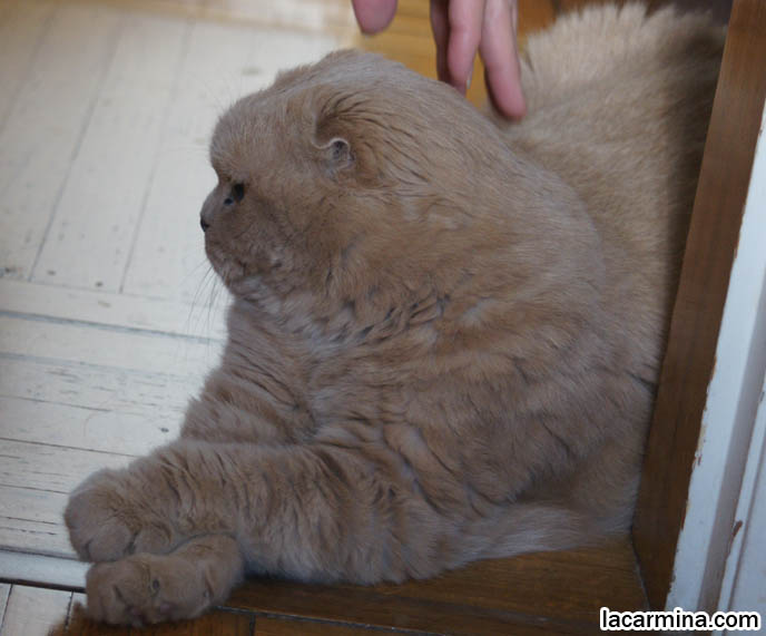 GENTLEMAN SCOTTISH FOLD CAT SITTING WITH CROSSED PAWS. CUTE CLOSEUP OF CAT FEET, BIG FAT TIGER PAWS. pet humor, Scottish Fold cat photos, coupari, what to feed purebred flop eared cats, behavior and personality, funny cute LOLCAT pet photos, silly pet pictures, earless cat, floppy eared scottish folds, raising pet scottish fold cats, pet cat medical care スコティッシュフォールド,  猫 