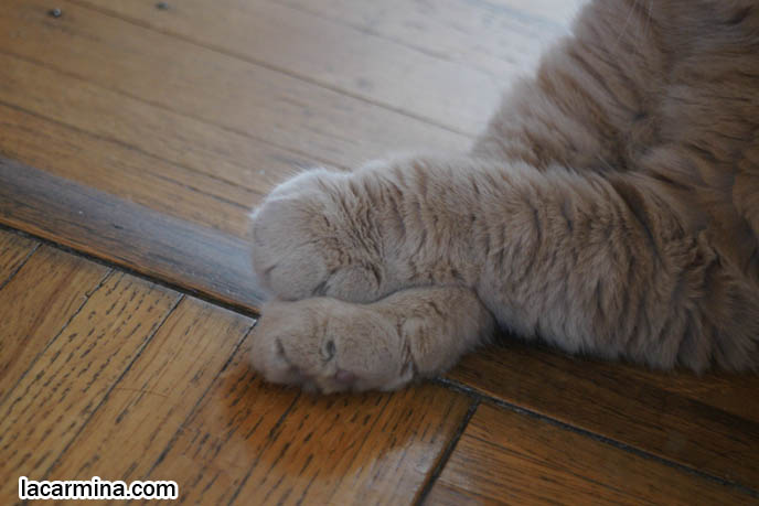 cats folding paws
