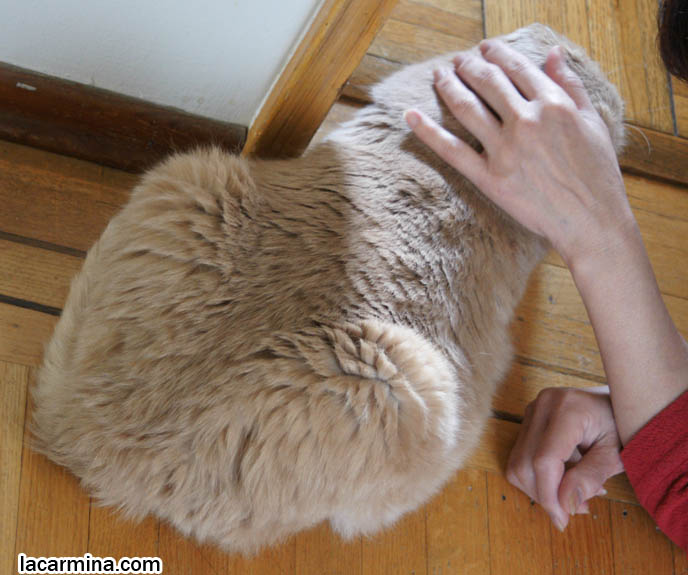 GENTLEMAN SCOTTISH FOLD CAT SITTING WITH CROSSED PAWS. CUTE CLOSEUP OF CAT FEET, BIG FAT TIGER PAWS. pet humor, Scottish Fold cat photos, coupari, what to feed purebred flop eared cats, behavior and personality, funny cute LOLCAT pet photos, silly pet pictures, earless cat, floppy eared scottish folds, raising pet scottish fold cats, pet cat medical care スコティッシュフォールド,  猫 