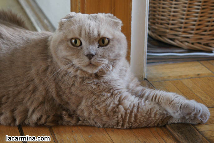 CATS SITTING POSTURE, PAWS STICKING OUT AND CROSSED, SCOTTISH FOLD CAT WITH M PATTERN ON FOREHEAD, SOLID CREAM SHORTHAIRS. thick fur cats, hair and fur colors and patterns, pet humor, Scottish Fold cat photos, coupari, what to feed purebred flop eared cats, behavior and personality, funny cute LOLCAT pet photos, silly pet pictures, earless cat, floppy eared scottish folds, raising pet scottish fold cats, pet cat medical care スコティッシュフォールド,  猫 
