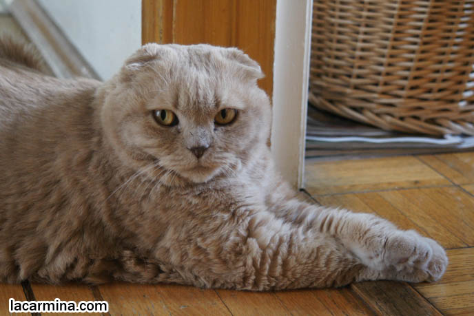 CATS SITTING POSTURE, PAWS STICKING OUT AND CROSSED, SCOTTISH FOLD CAT WITH M PATTERN ON FOREHEAD, SOLID CREAM SHORTHAIRS. thick fur cats, hair and fur colors and patterns, pet humor, Scottish Fold cat photos, coupari, what to feed purebred flop eared cats, behavior and personality, funny cute LOLCAT pet photos, silly pet pictures, earless cat, floppy eared scottish folds, raising pet scottish fold cats, pet cat medical care スコティッシュフォールド,  猫 