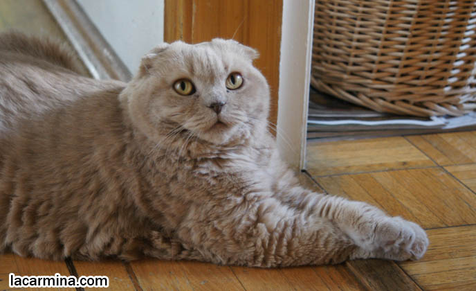 CATS SITTING POSTURE, PAWS STICKING OUT AND CROSSED, SCOTTISH FOLD CAT WITH M PATTERN ON FOREHEAD, SOLID CREAM SHORTHAIRS. thick fur cats, hair and fur colors and patterns, pet humor, Scottish Fold cat photos, coupari, what to feed purebred flop eared cats, behavior and personality, funny cute LOLCAT pet photos, silly pet pictures, earless cat, floppy eared scottish folds, raising pet scottish fold cats, pet cat medical care スコティッシュフォールド,  猫 