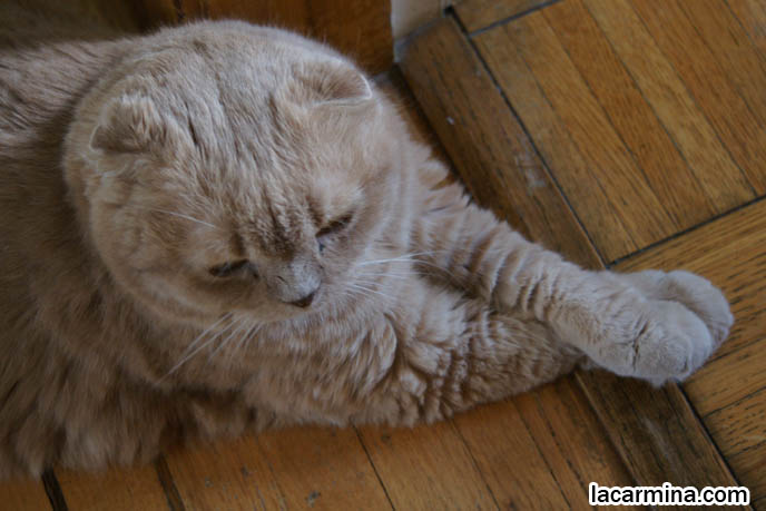 CATS SITTING POSTURE, PAWS STICKING OUT AND CROSSED, SCOTTISH FOLD CAT WITH M PATTERN ON FOREHEAD, SOLID CREAM SHORTHAIRS. thick fur cats, hair and fur colors and patterns, pet humor, Scottish Fold cat photos, coupari, what to feed purebred flop eared cats, behavior and personality, funny cute LOLCAT pet photos, silly pet pictures, earless cat, floppy eared scottish folds, raising pet scottish fold cats, pet cat medical care スコティッシュフォールド,  猫 