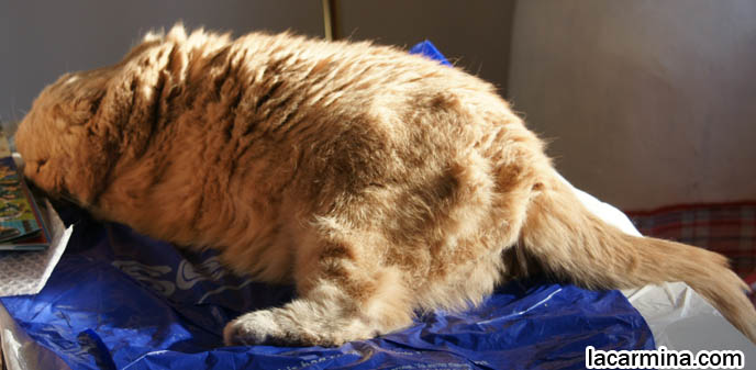 Pictures Of The Worlds Fattest Cat. FATTEST CAT IN THE WORLD.