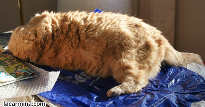 FATTEST CAT IN THE WORLD. BIG ROUND FURRY SCOTTISH FOLD CAT SUNTANNING, THICK FUR COAT AND SHORT LEGS, FAT SCOTTISH FOLD CAT, SOLID CREAM SHORTHAIRS. CUTE OVERLOAD CATS, hair and fur colors and patterns, pet humor, Scottish Fold cat photos, coupari, what to feed purebred flop eared cats, behavior and personality, funny cute LOLCAT pet photos, silly pet pictures, earless cat, floppy eared scottish folds, raising pet scottish fold cats, pet cat medical care スコティッシュフォールド,  猫 