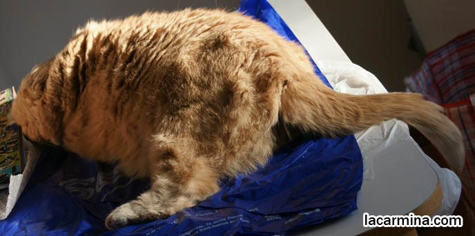 FATTEST CAT IN THE WORLD. BIG ROUND FURRY SCOTTISH FOLD CAT SUNTANNING, THICK FUR COAT AND SHORT LEGS, FAT SCOTTISH FOLD CAT, SOLID CREAM SHORTHAIRS. CUTE OVERLOAD CATS, hair and fur colors and patterns, pet humor, Scottish Fold cat photos, coupari, what to feed purebred flop eared cats, behavior and personality, funny cute LOLCAT pet photos, silly pet pictures, earless cat, floppy eared scottish folds, raising pet scottish fold cats, pet cat medical care スコティッシュフォールド,  猫 