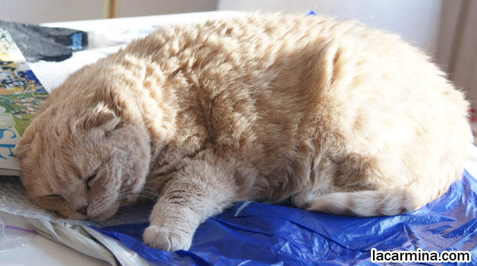 BABY SCOTTISH FOLD CAT BASIL FARROW, HAPPY FACE AND CLOSED EYES. CATS SUNTANNING AND SLEEPING, CUTEST CAT PHOTOS. FATTEST CAT IN THE WORLD. BIG ROUND FURRY SCOTTISH FOLD CAT SUNTANNING, THICK FUR COAT AND SHORT LEGS, FAT SCOTTISH FOLD CAT, SOLID CREAM SHORTHAIRS. CUTE OVERLOAD CATS, hair and fur colors and patterns, pet humor, Scottish Fold cat photos, coupari, what to feed purebred flop eared cats, behavior and personality, funny cute LOLCAT pet photos, silly pet pictures, earless cat, floppy eared scottish folds, raising pet scottish fold cats, pet cat medical care スコティッシュフォールド, 猫