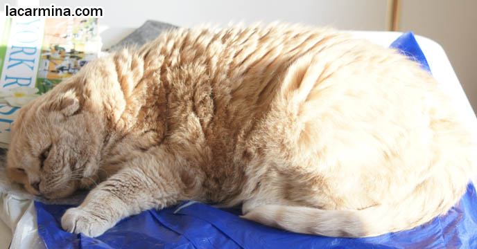 BABY SCOTTISH FOLD CAT BASIL FARROW, HAPPY FACE AND CLOSED EYES. CATS SUNTANNING AND SLEEPING, CUTEST CAT PHOTOS. FATTEST CAT IN THE WORLD. BIG ROUND FURRY SCOTTISH FOLD CAT SUNTANNING, THICK FUR COAT AND SHORT LEGS, FAT SCOTTISH FOLD CAT, SOLID CREAM SHORTHAIRS. CUTE OVERLOAD CATS, hair and fur colors and patterns, pet humor, Scottish Fold cat photos, coupari, what to feed purebred flop eared cats, behavior and personality, funny cute LOLCAT pet photos, silly pet pictures, earless cat, floppy eared scottish folds, raising pet scottish fold cats, pet cat medical care スコティッシュフォールド, 猫