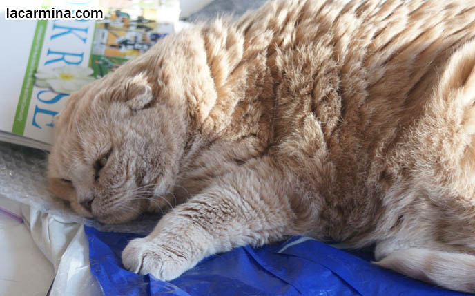 BABY SCOTTISH FOLD CAT BASIL FARROW, HAPPY FACE AND CLOSED EYES. CATS SUNTANNING AND SLEEPING, CUTEST CAT PHOTOS. FATTEST CAT IN THE WORLD. BIG ROUND FURRY SCOTTISH FOLD CAT SUNTANNING, THICK FUR COAT AND SHORT LEGS, FAT SCOTTISH FOLD CAT, SOLID CREAM SHORTHAIRS. CUTE OVERLOAD CATS, hair and fur colors and patterns, pet humor, Scottish Fold cat photos, coupari, what to feed purebred flop eared cats, behavior and personality, funny cute LOLCAT pet photos, silly pet pictures, earless cat, floppy eared scottish folds, raising pet scottish fold cats, pet cat medical care スコティッシュフォールド, 猫