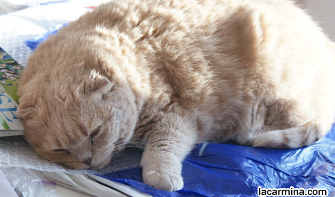 BABY SCOTTISH FOLD CAT BASIL FARROW, HAPPY FACE AND CLOSED EYES. CATS SUNTANNING AND SLEEPING, CUTEST CAT PHOTOS. FATTEST CAT IN THE WORLD. BIG ROUND FURRY SCOTTISH FOLD CAT SUNTANNING, THICK FUR COAT AND SHORT LEGS, FAT SCOTTISH FOLD CAT, SOLID CREAM SHORTHAIRS. CUTE OVERLOAD CATS, hair and fur colors and patterns, pet humor, Scottish Fold cat photos, coupari, what to feed purebred flop eared cats, behavior and personality, funny cute LOLCAT pet photos, silly pet pictures, earless cat, floppy eared scottish folds, raising pet scottish fold cats, pet cat medical care スコティッシュフォールド, 猫