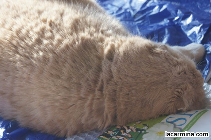 BABY SCOTTISH FOLD CAT BASIL FARROW, HAPPY FACE AND CLOSED EYES. CATS SUNTANNING AND SLEEPING, CUTEST CAT PHOTOS. FATTEST CAT IN THE WORLD. BIG ROUND FURRY SCOTTISH FOLD CAT SUNTANNING, THICK FUR COAT AND SHORT LEGS, FAT SCOTTISH FOLD CAT, SOLID CREAM SHORTHAIRS. CUTE OVERLOAD CATS, hair and fur colors and patterns, pet humor, Scottish Fold cat photos, coupari, what to feed purebred flop eared cats, behavior and personality, funny cute LOLCAT pet photos, silly pet pictures, earless cat, floppy eared scottish folds, raising pet scottish fold cats, pet cat medical care スコティッシュフォールド, 猫