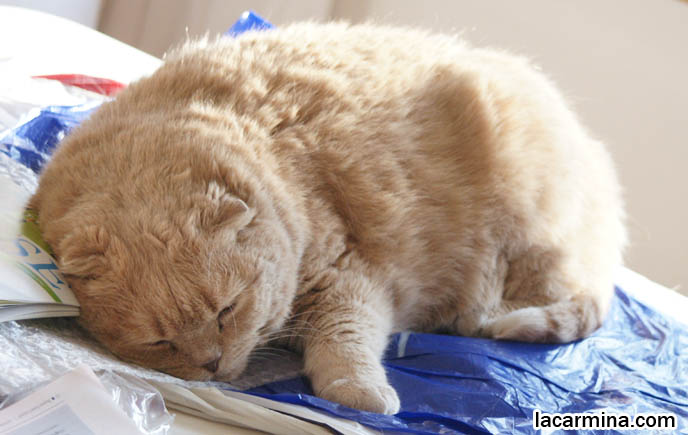 BABY SCOTTISH FOLD CAT BASIL FARROW, HAPPY FACE AND CLOSED EYES. CATS SUNTANNING AND SLEEPING, CUTEST CAT PHOTOS. FATTEST CAT IN THE WORLD. BIG ROUND FURRY SCOTTISH FOLD CAT SUNTANNING, THICK FUR COAT AND SHORT LEGS, FAT SCOTTISH FOLD CAT, SOLID CREAM SHORTHAIRS. CUTE OVERLOAD CATS, hair and fur colors and patterns, pet humor, Scottish Fold cat photos, coupari, what to feed purebred flop eared cats, behavior and personality, funny cute LOLCAT pet photos, silly pet pictures, earless cat, floppy eared scottish folds, raising pet scottish fold cats, pet cat medical care スコティッシュフォールド, 猫