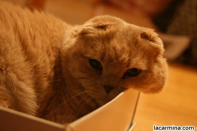 CUTEST cat pictures, CAT IN A BOX: FAT ROUND CHEEKS SQUISHED, FUNNY FACE CAT SQUEEZED INTO A SHOE BOX. LOLCAT HUMOR PHOTOS. FAT SCOTTISH FOLD CAT, SOLID CREAM SHORTHAIRS. CUTE OVERLOAD CATS, hair and fur colors and patterns, pet humor, Scottish Fold cat photos, coupari, what to feed purebred flop eared cats, behavior and personality, funny cute LOLCAT pet photos, silly pet pictures, earless cat, floppy eared scottish folds, playing with pet scottish fold cats, pet cat medical care スコティッシュフォールド,  猫 