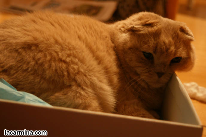 CUTEST cat pictures, CAT IN A BOX: FAT ROUND CHEEKS SQUISHED, FUNNY FACE CAT SQUEEZED INTO A SHOE BOX. LOLCAT HUMOR PHOTOS. FAT SCOTTISH FOLD CAT, SOLID CREAM SHORTHAIRS. CUTE OVERLOAD CATS, hair and fur colors and patterns, pet humor, Scottish Fold cat photos, coupari, what to feed purebred flop eared cats, behavior and personality, funny cute LOLCAT pet photos, silly pet pictures, earless cat, floppy eared scottish folds, playing with pet scottish fold cats, pet cat medical care スコティッシュフォールド,  猫 
