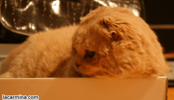 CUTEST cat pictures, CAT IN A BOX: FAT ROUND CHEEKS SQUISHED, FUNNY FACE CAT SQUEEZED INTO A SHOE BOX. LOLCAT HUMOR PHOTOS. FAT SCOTTISH FOLD CAT, SOLID CREAM SHORTHAIRS. CUTE OVERLOAD CATS, hair and fur colors and patterns, pet humor, Scottish Fold cat photos, coupari, what to feed purebred flop eared cats, behavior and personality, funny cute LOLCAT pet photos, silly pet pictures, earless cat, floppy eared scottish folds, playing with pet scottish fold cats, pet cat medical care スコティッシュフォールド,  猫 