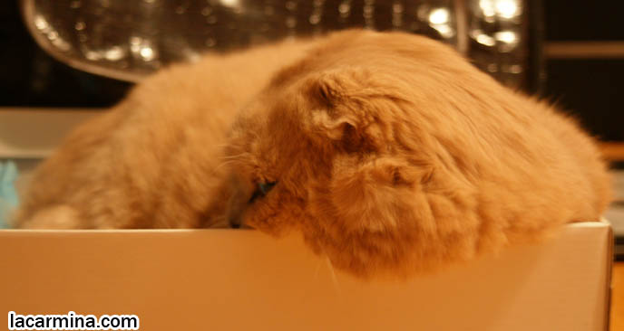 CUTEST cat pictures, CAT IN A BOX: FAT ROUND CHEEKS SQUISHED, FUNNY FACE CAT SQUEEZED INTO A SHOE BOX. LOLCAT HUMOR PHOTOS. FAT SCOTTISH FOLD CAT, SOLID CREAM SHORTHAIRS. CUTE OVERLOAD CATS, hair and fur colors and patterns, pet humor, Scottish Fold cat photos, coupari, what to feed purebred flop eared cats, behavior and personality, funny cute LOLCAT pet photos, silly pet pictures, earless cat, floppy eared scottish folds, playing with pet scottish fold cats, pet cat medical care スコティッシュフォールド,  猫 