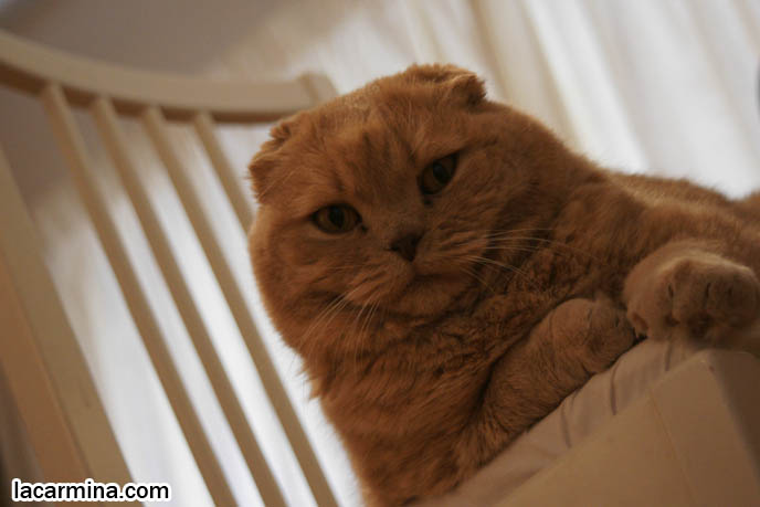 FLOP-EARED BABY LION SCOTTISH FOLD CAT SITTING ON CHAIR, FAT ROUND FACE KITTY, CUTEST PET PHOTOS. LOLCAT HUMOR PHOTOS. FAT SCOTTISH FOLD CAT, SOLID CREAM SHORTHAIRS. CUTE OVERLOAD CATS, hair and fur colors and patterns, pet humor, Scottish Fold cat photos, coupari, what to feed purebred flop eared cats, behavior and personality, funny cute LOLCAT pet photos, silly pet pictures, earless cat, floppy eared scottish folds, playing with pet scottish fold cats, pet cat medical care スコティッシュフォールド,  猫 