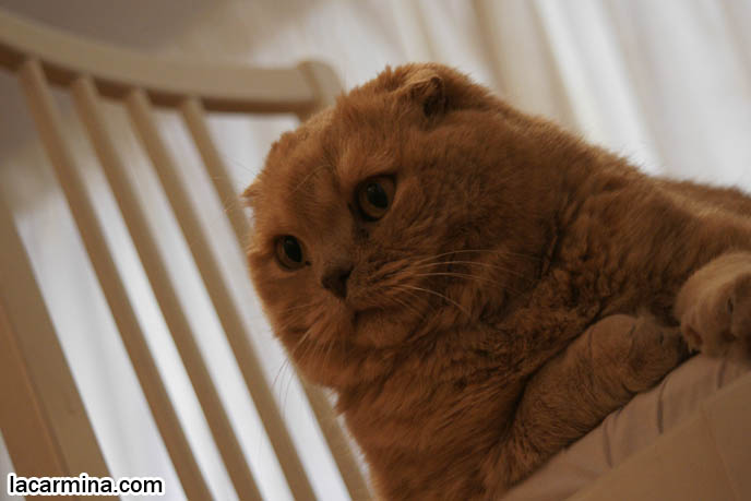 FLOP-EARED BABY LION SCOTTISH FOLD CAT SITTING ON CHAIR, FAT ROUND FACE KITTY, CUTEST PET PHOTOS. LOLCAT HUMOR PHOTOS. FAT SCOTTISH FOLD CAT, SOLID CREAM SHORTHAIRS. CUTE OVERLOAD CATS, hair and fur colors and patterns, pet humor, Scottish Fold cat photos, coupari, what to feed purebred flop eared cats, behavior and personality, funny cute LOLCAT pet photos, silly pet pictures, earless cat, floppy eared scottish folds, playing with pet scottish fold cats, pet cat medical care スコティッシュフォールド,  猫 